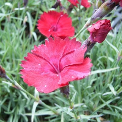 Превью изображения