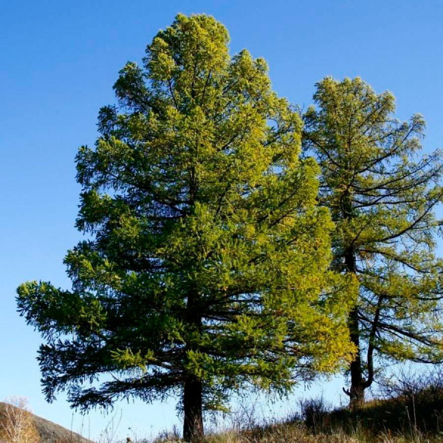 Превью изображения