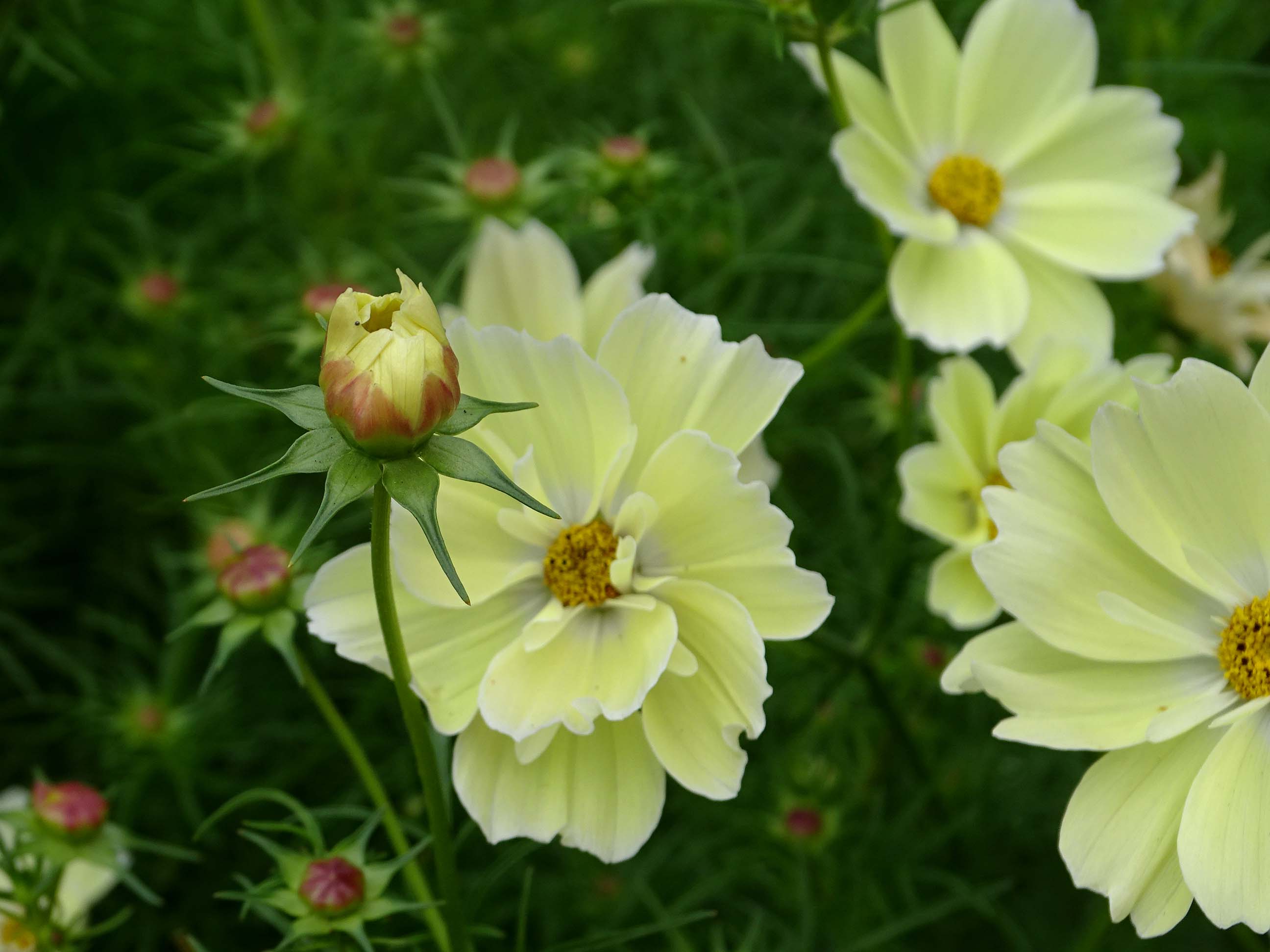 Превью изображения