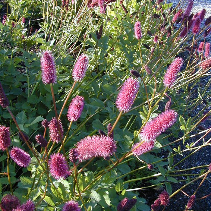 Превью изображения