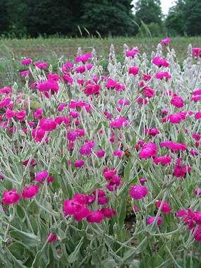 Превью изображения