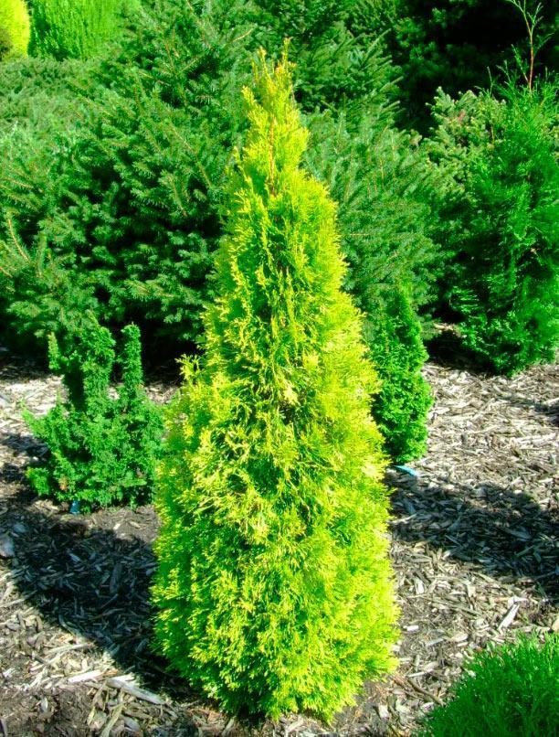 Превью изображения