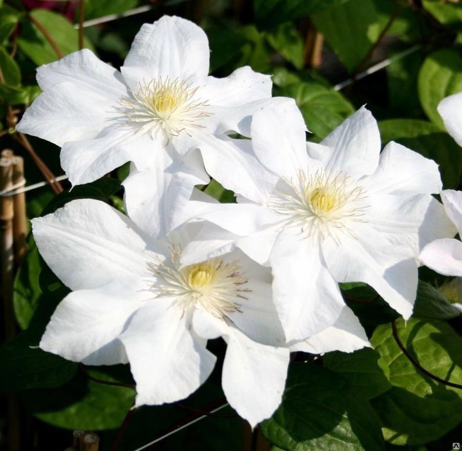 Превью изображения