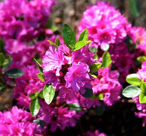 Превью изображения