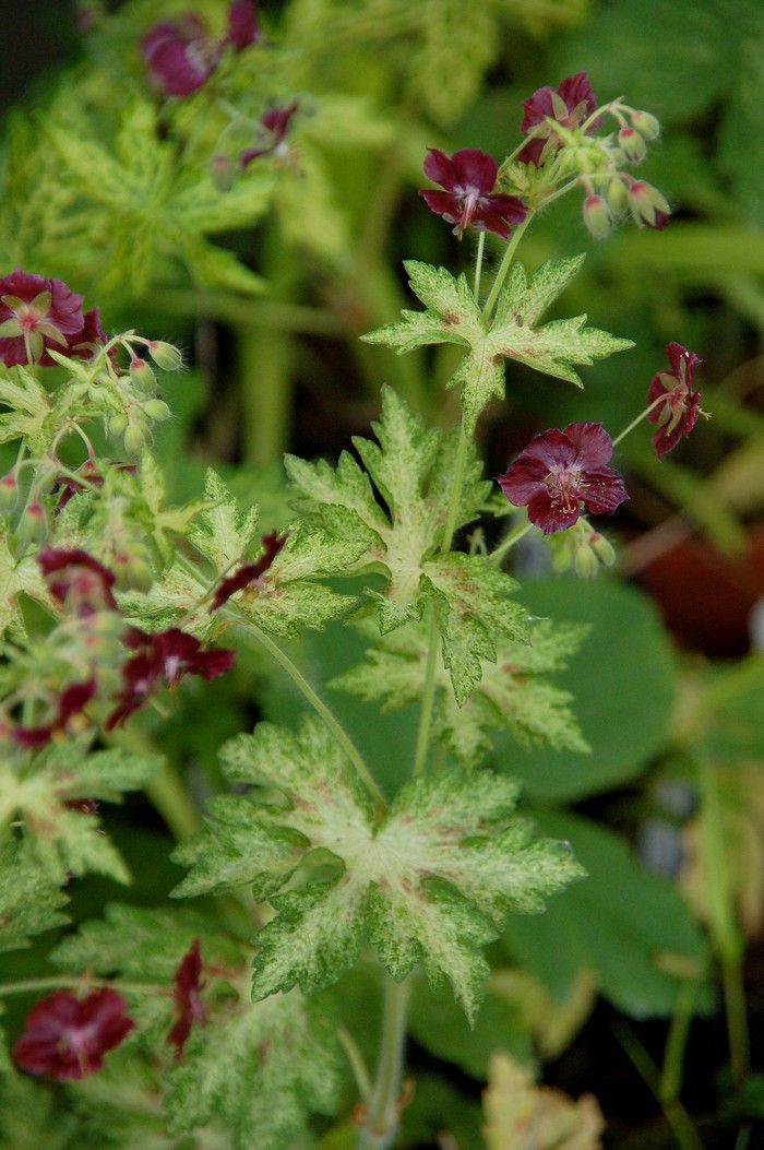 Превью изображения