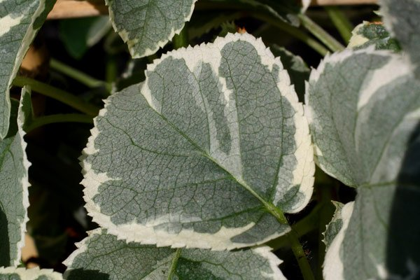 Превью изображения