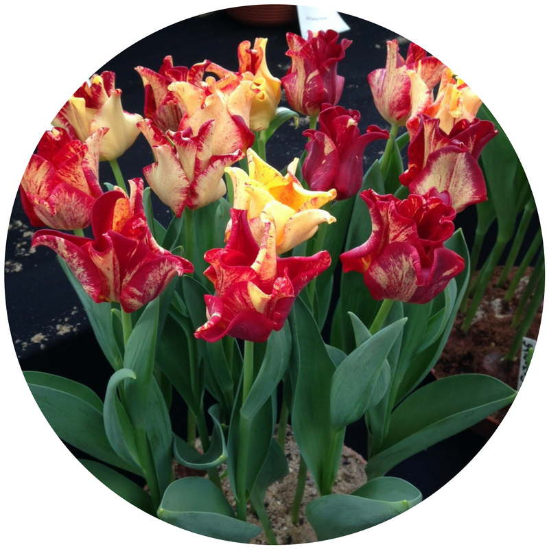 Превью изображения