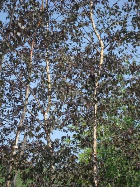 Превью изображения