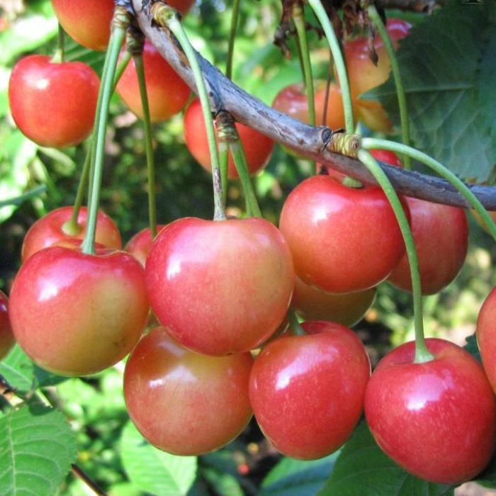 Превью изображения