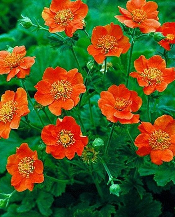 Превью изображения