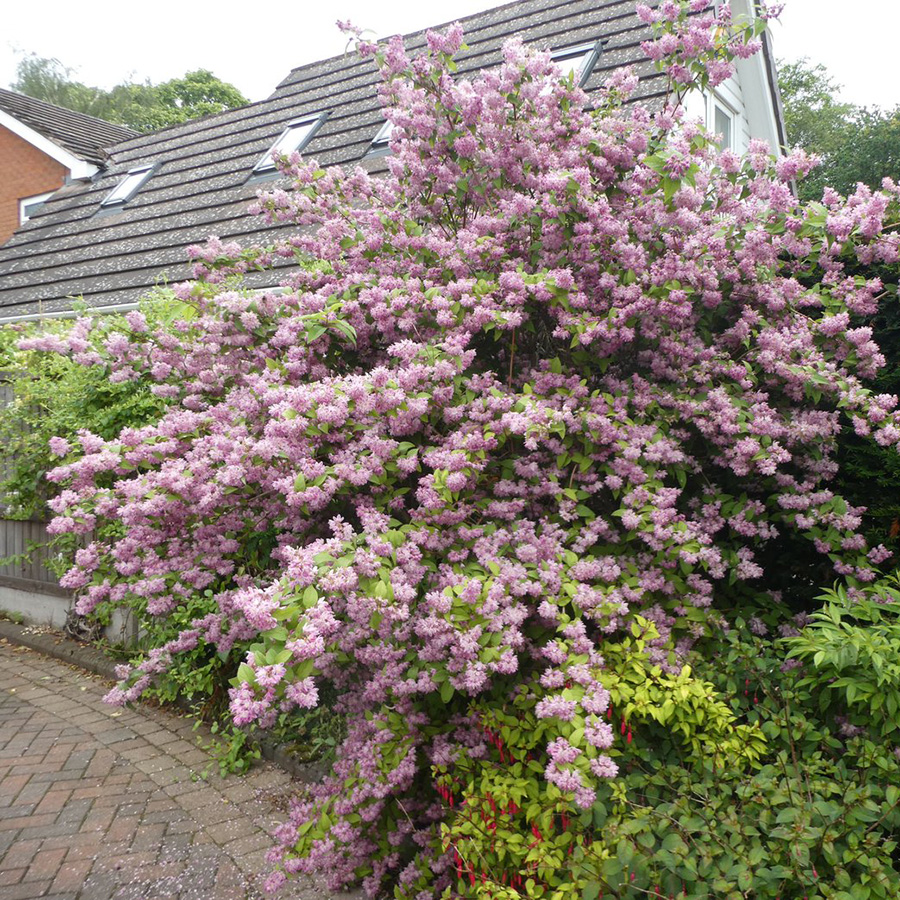 Превью изображения