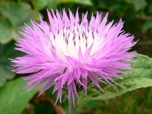 Превью изображения