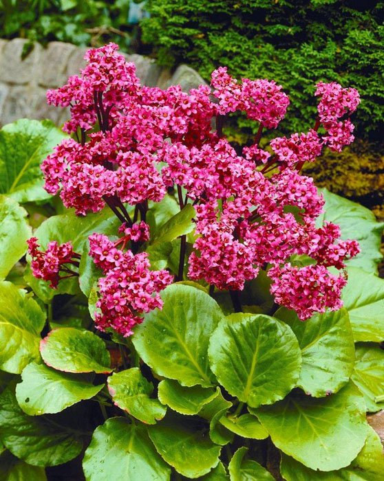 Превью изображения