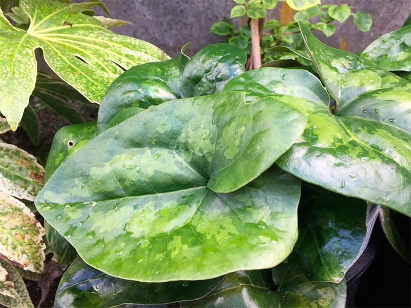 Превью изображения