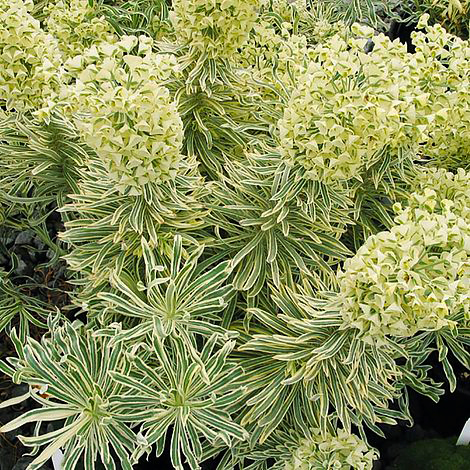 Превью изображения