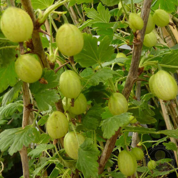 Превью изображения