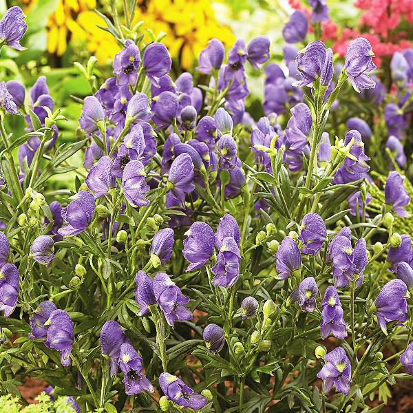 Превью изображения