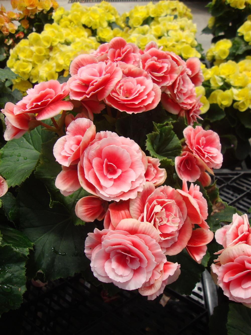 Превью изображения