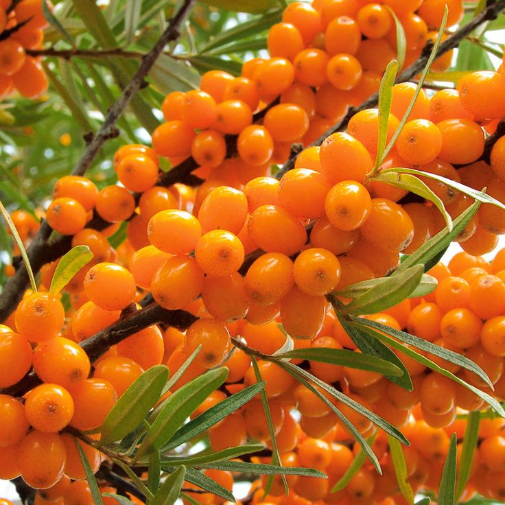 Превью изображения