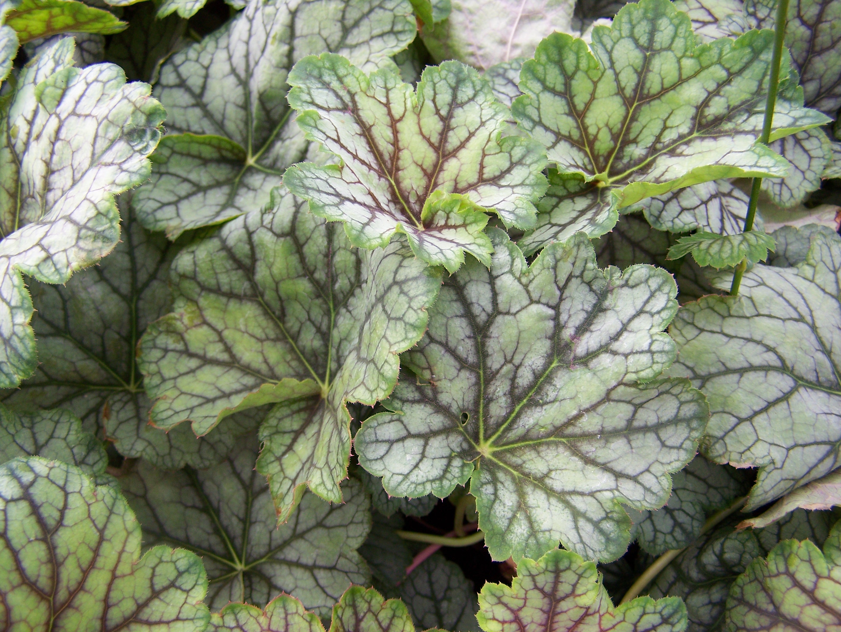 Превью изображения