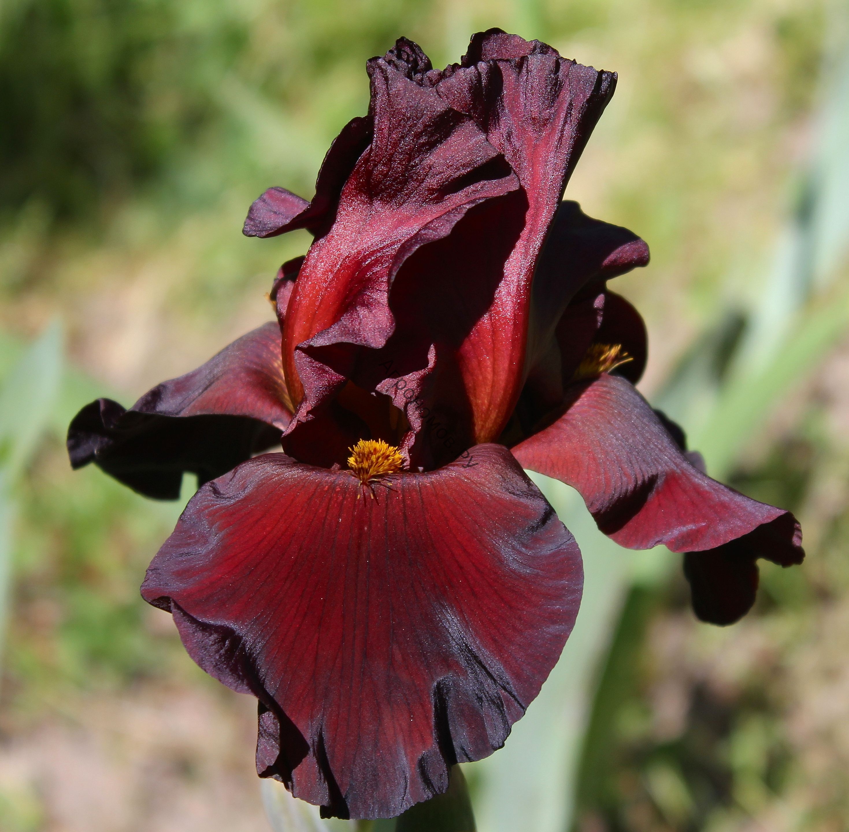 Превью изображения