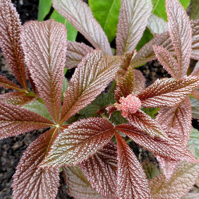 Превью изображения