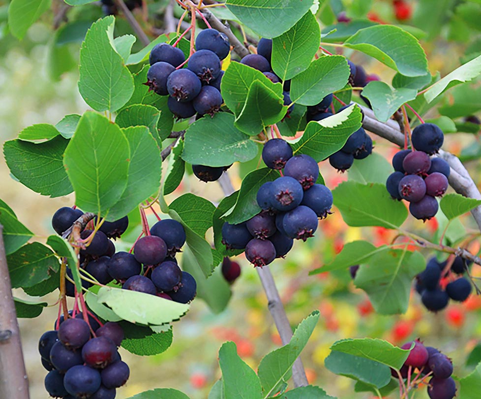 Превью изображения