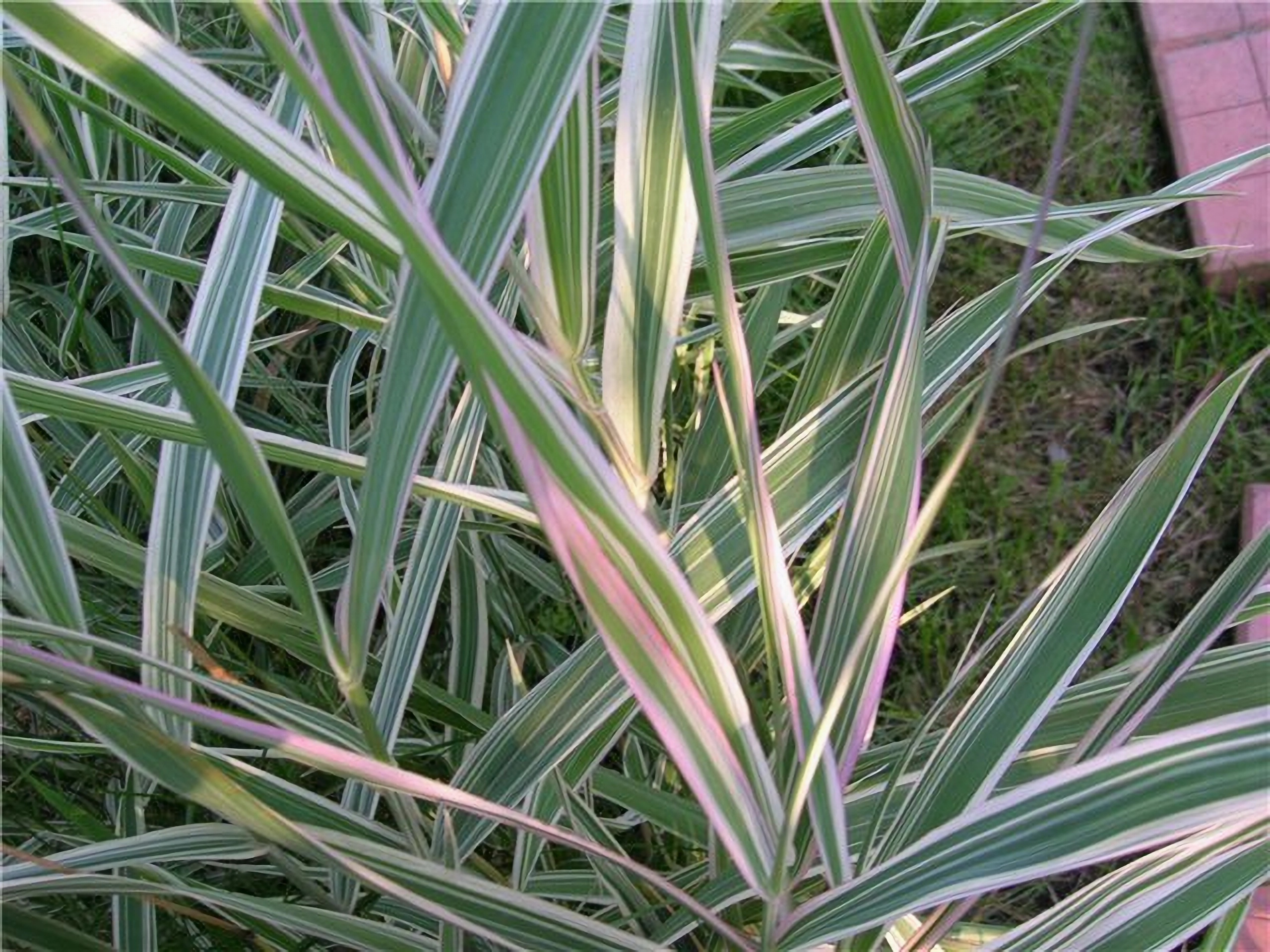 Превью изображения