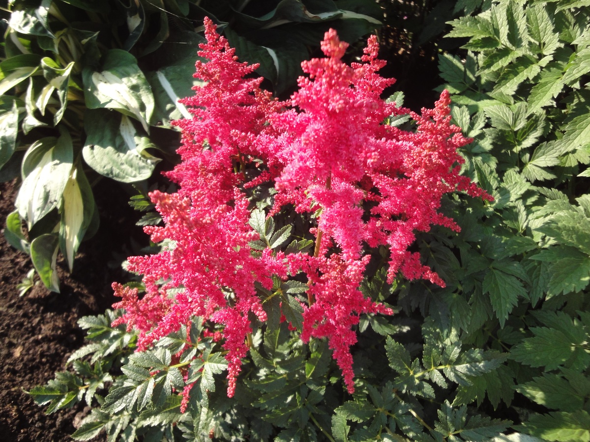 Превью изображения