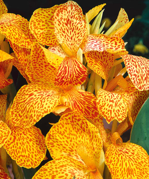 Превью изображения