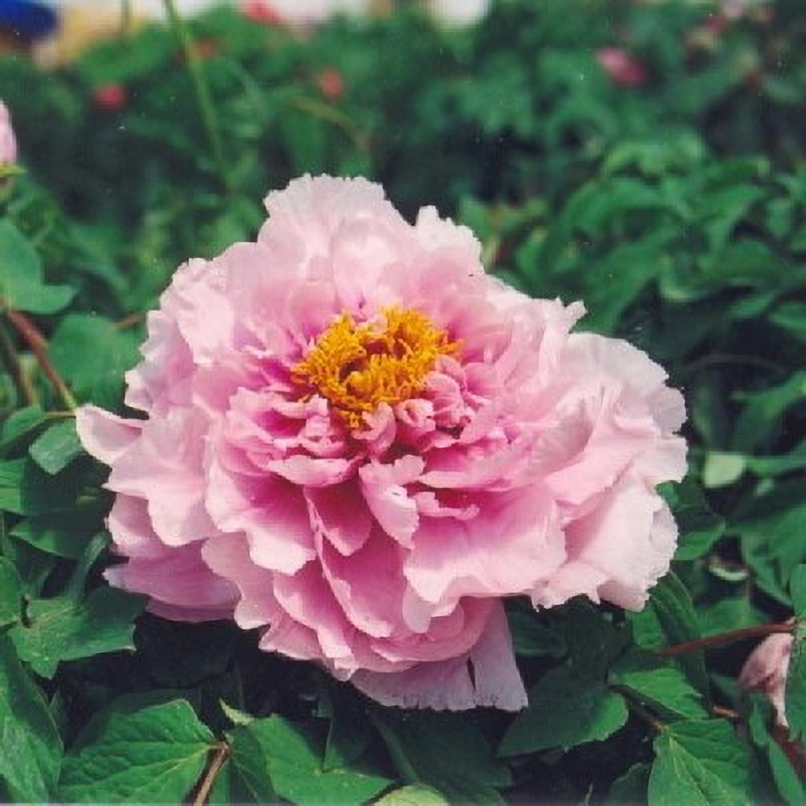 Превью изображения