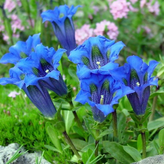 Превью изображения