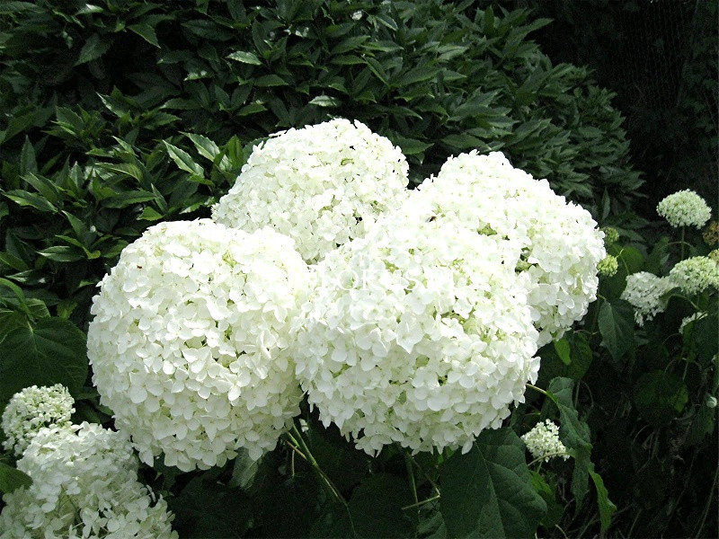 Превью изображения