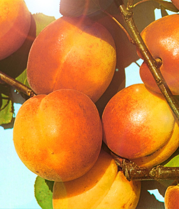 Превью изображения