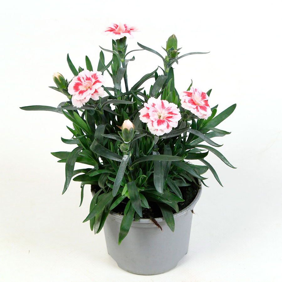 Превью изображения