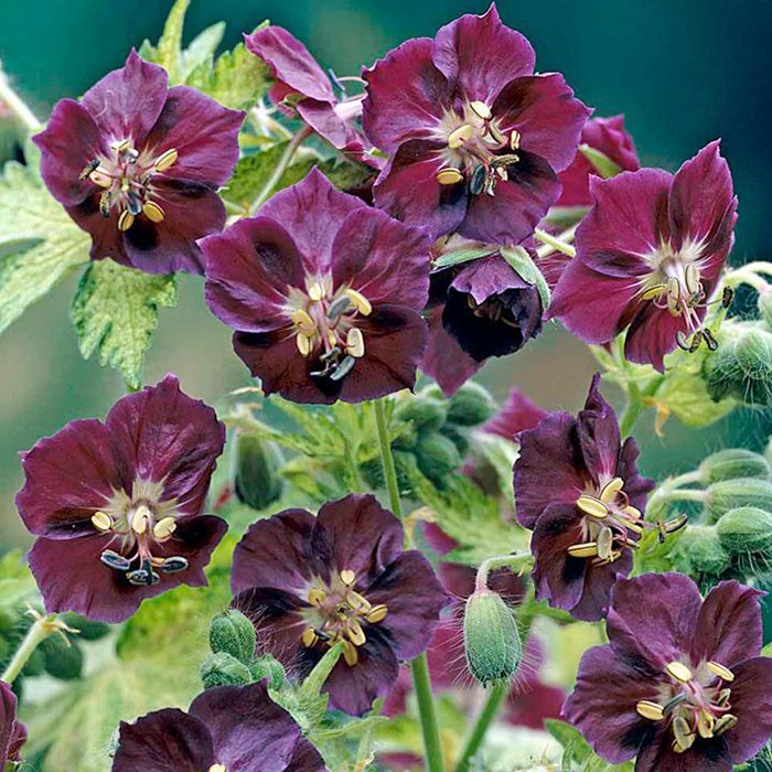 Превью изображения