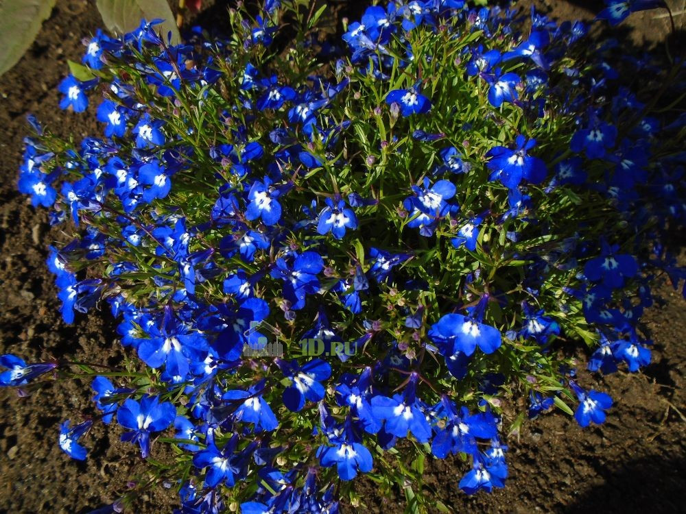 Превью изображения