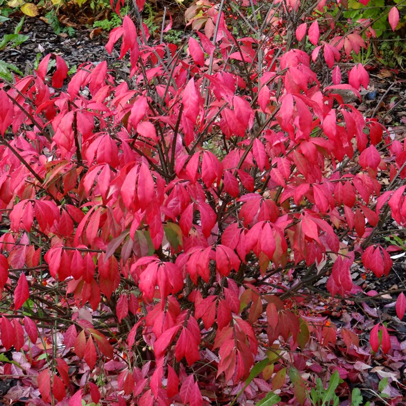 Превью изображения
