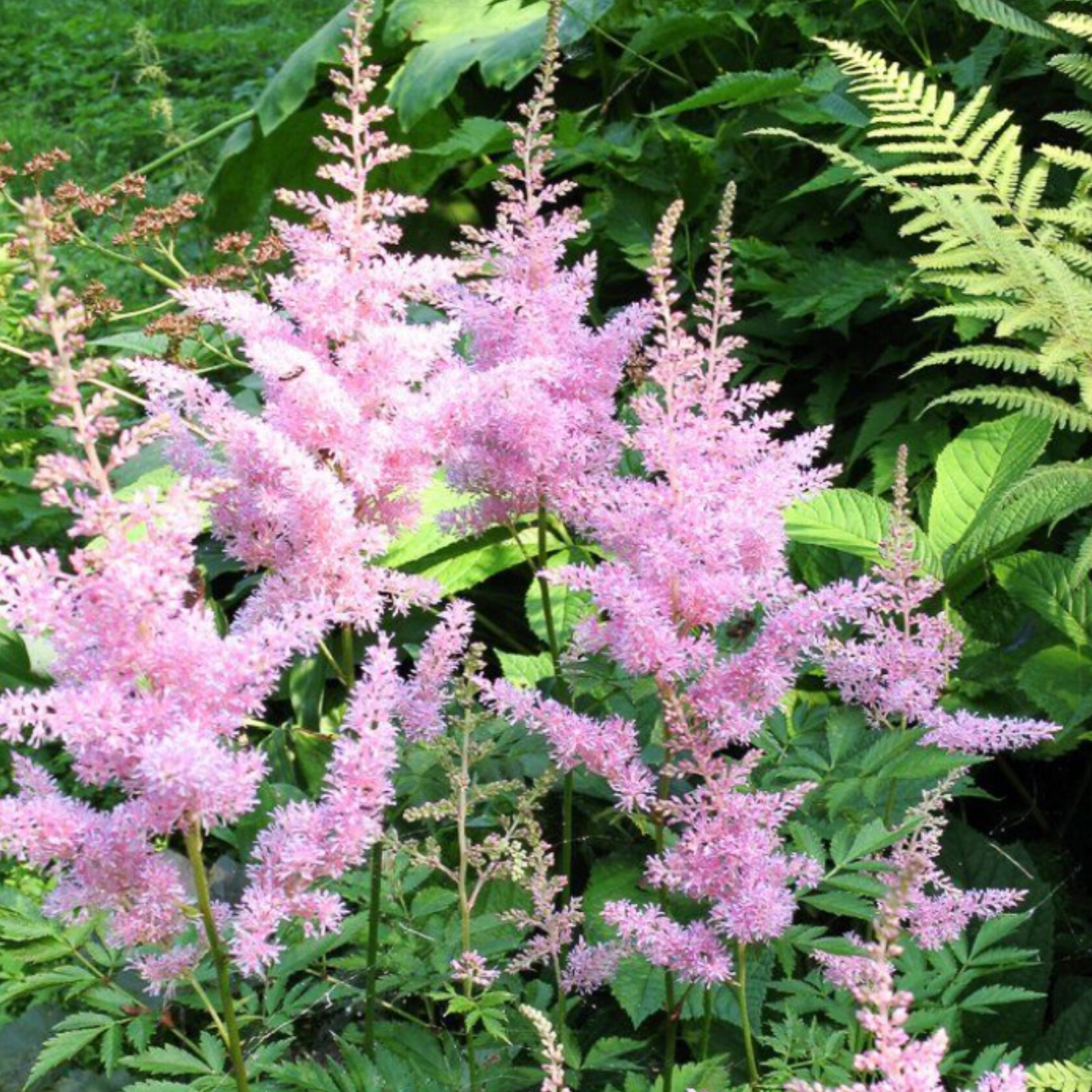 Превью изображения