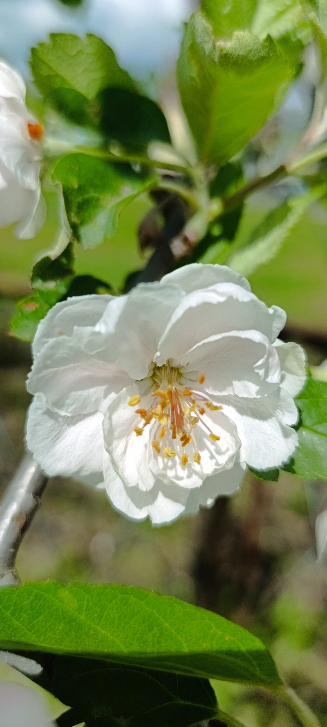 Превью изображения