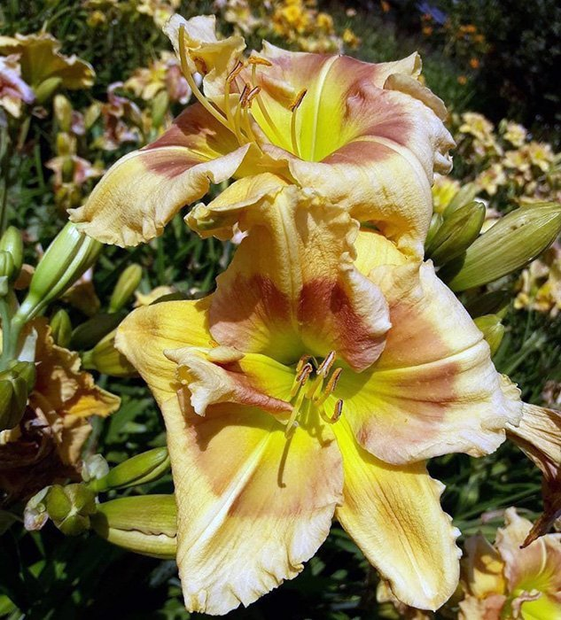 Превью изображения