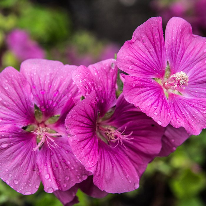 Превью изображения