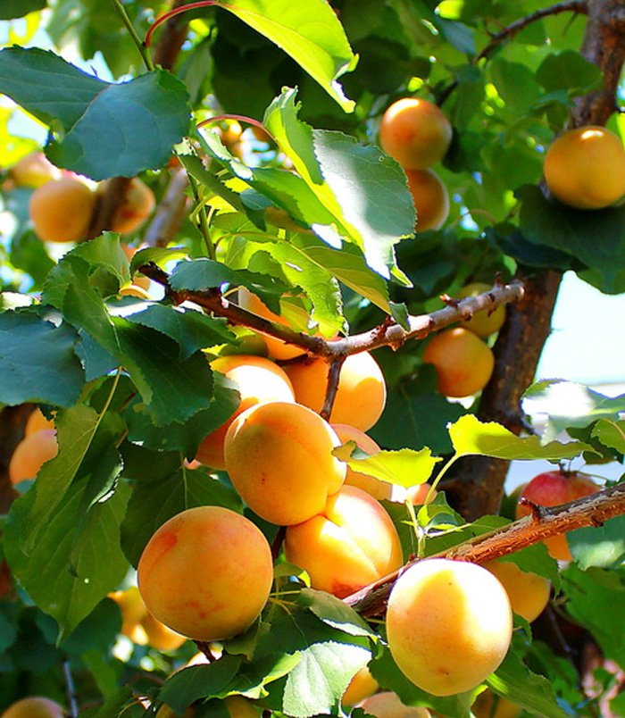 Превью изображения