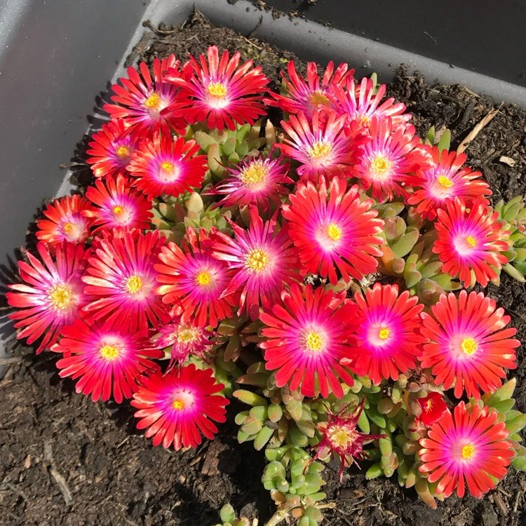 Превью изображения