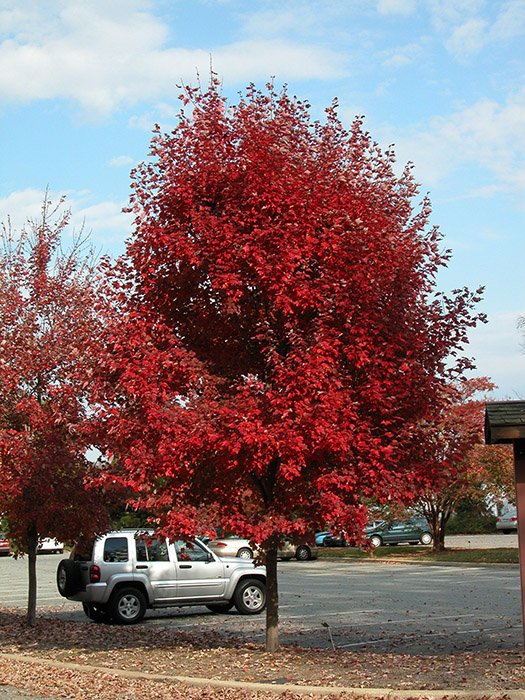 Превью изображения