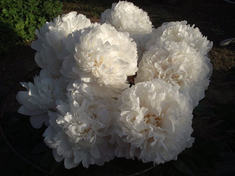 Превью изображения