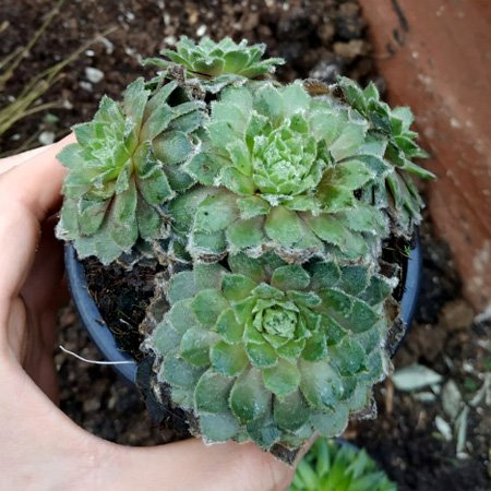 Превью изображения