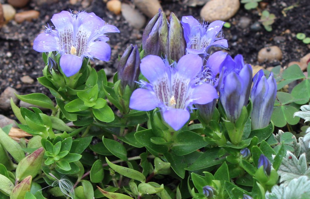 Превью изображения