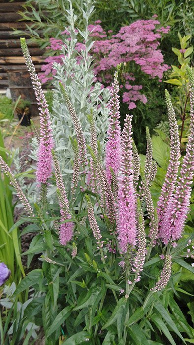 Превью изображения