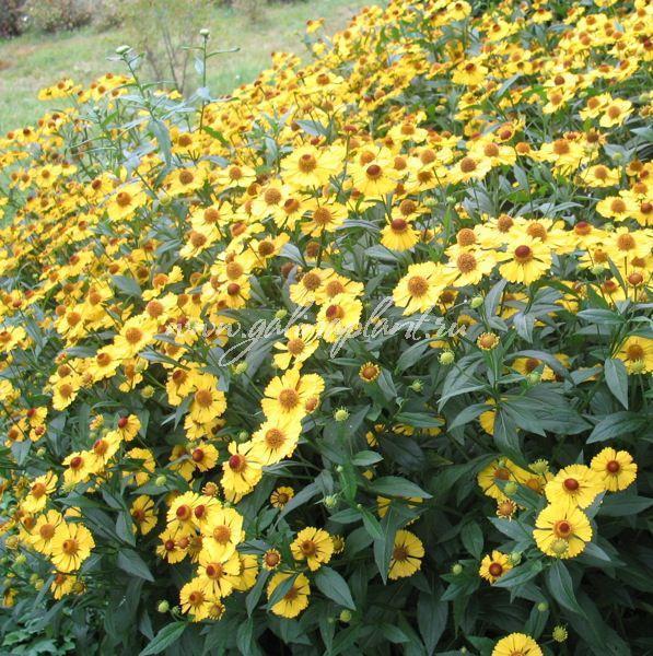 Превью изображения